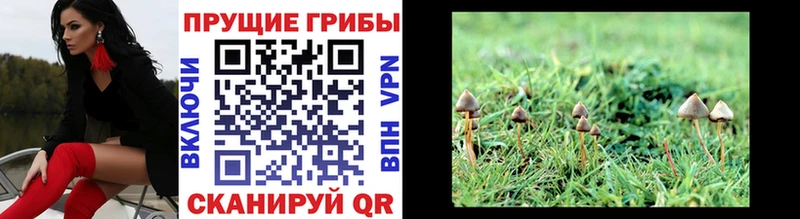 Галлюциногенные грибы Magic Shrooms  Купить закладки  Юхнов 